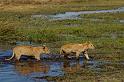 141 Okavango Delta, leeuwen